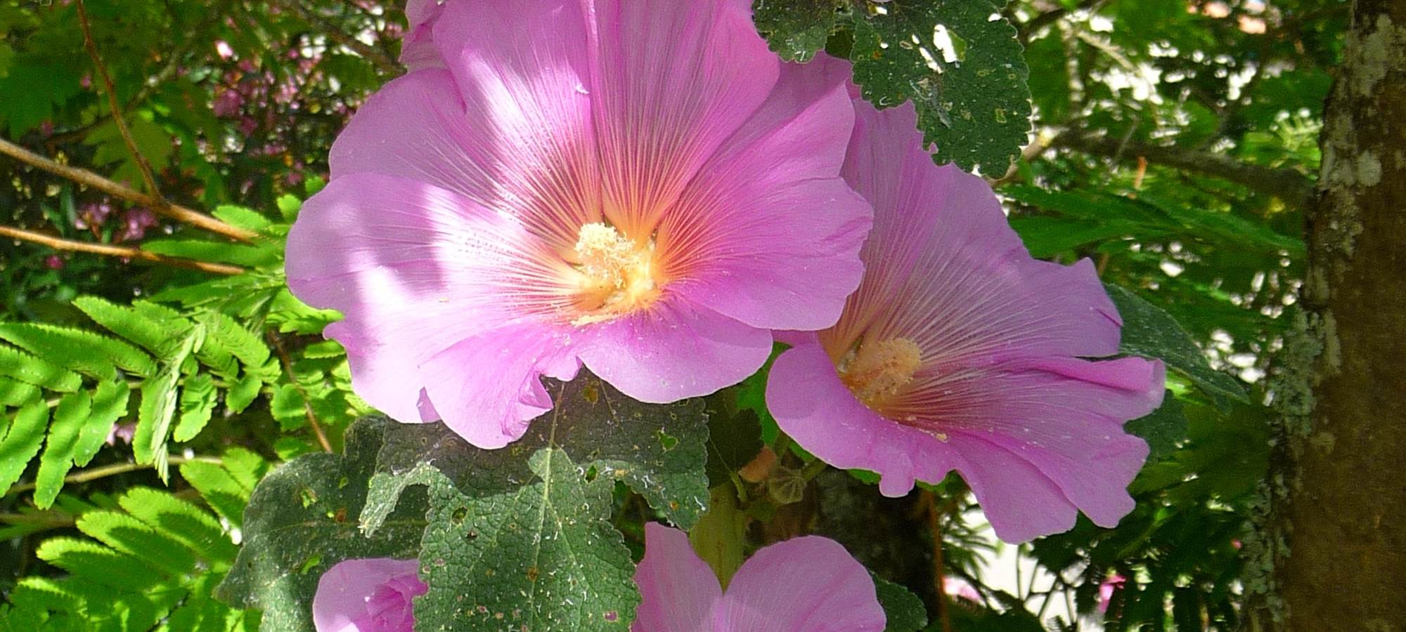Là c'est les Charentes....eh ben si!
