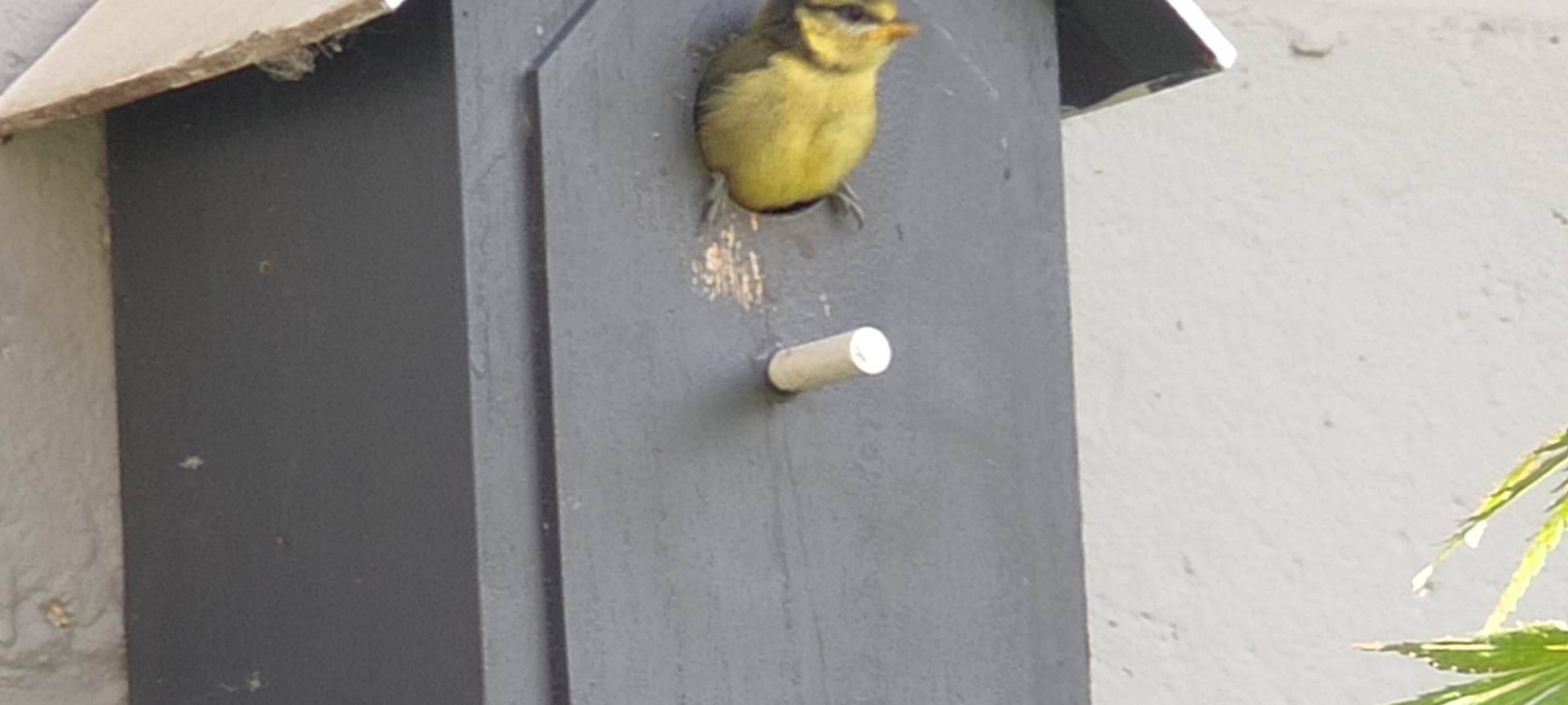 Les mésanges aiment nicher dans le jardin