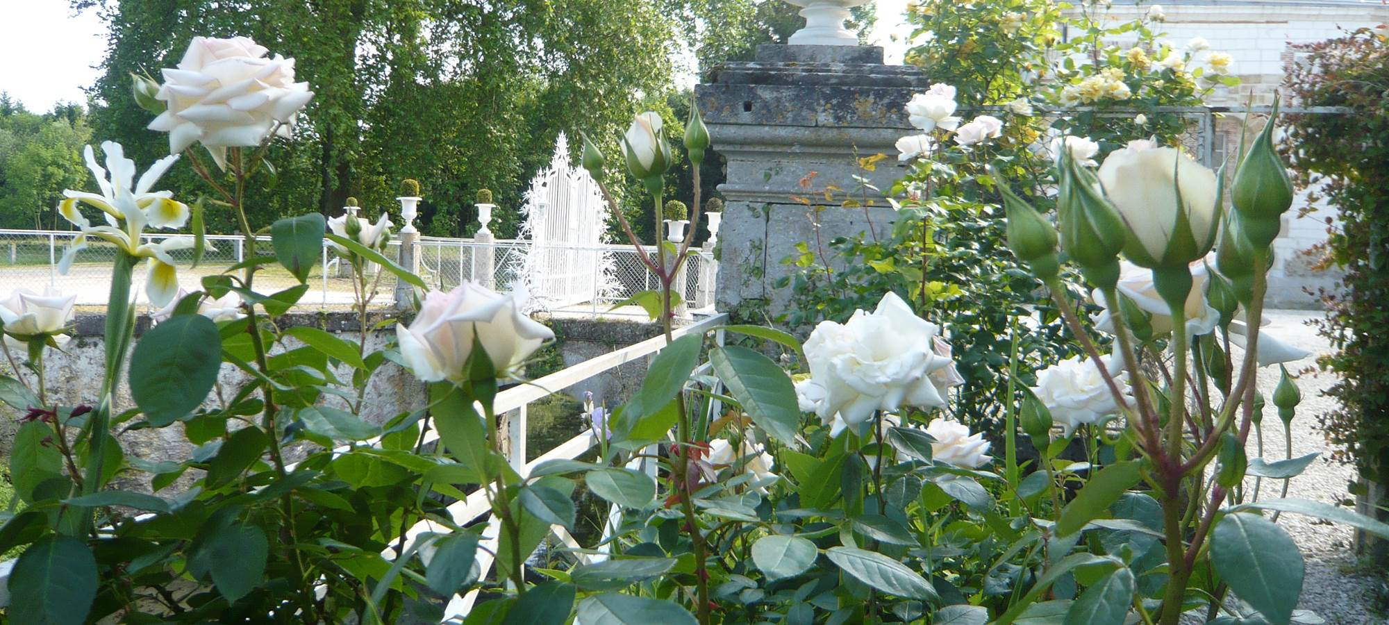Les roses devant le gîte