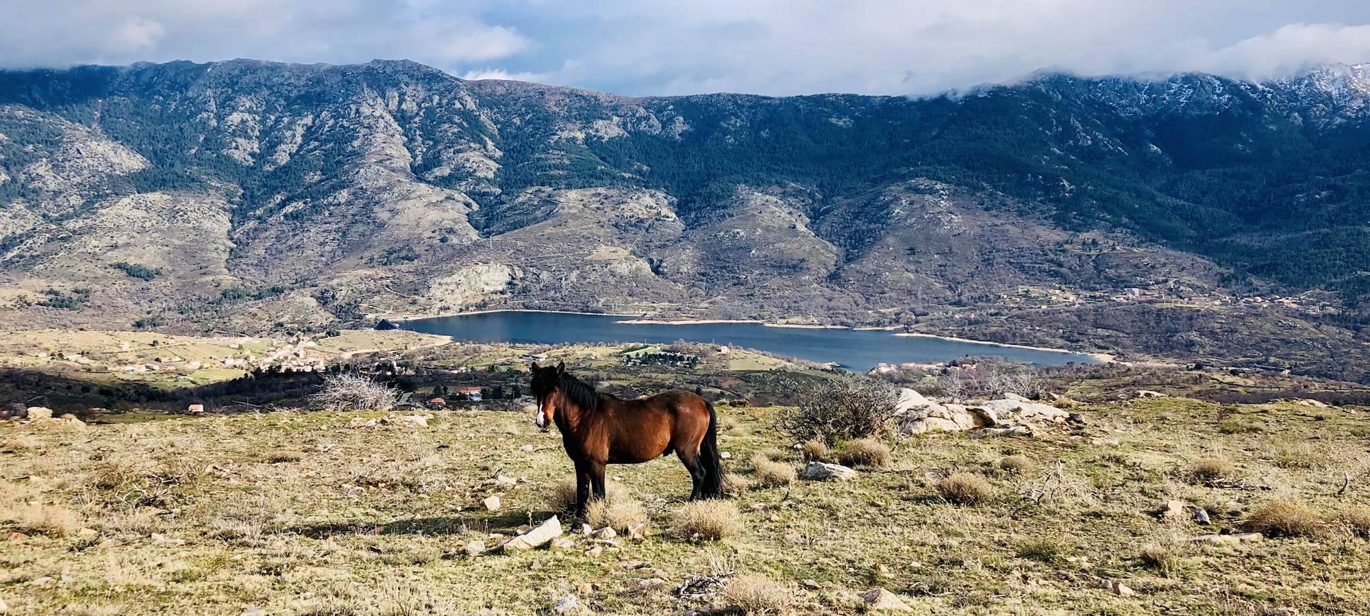 Lac de Calacuccia/ cheval en liberté