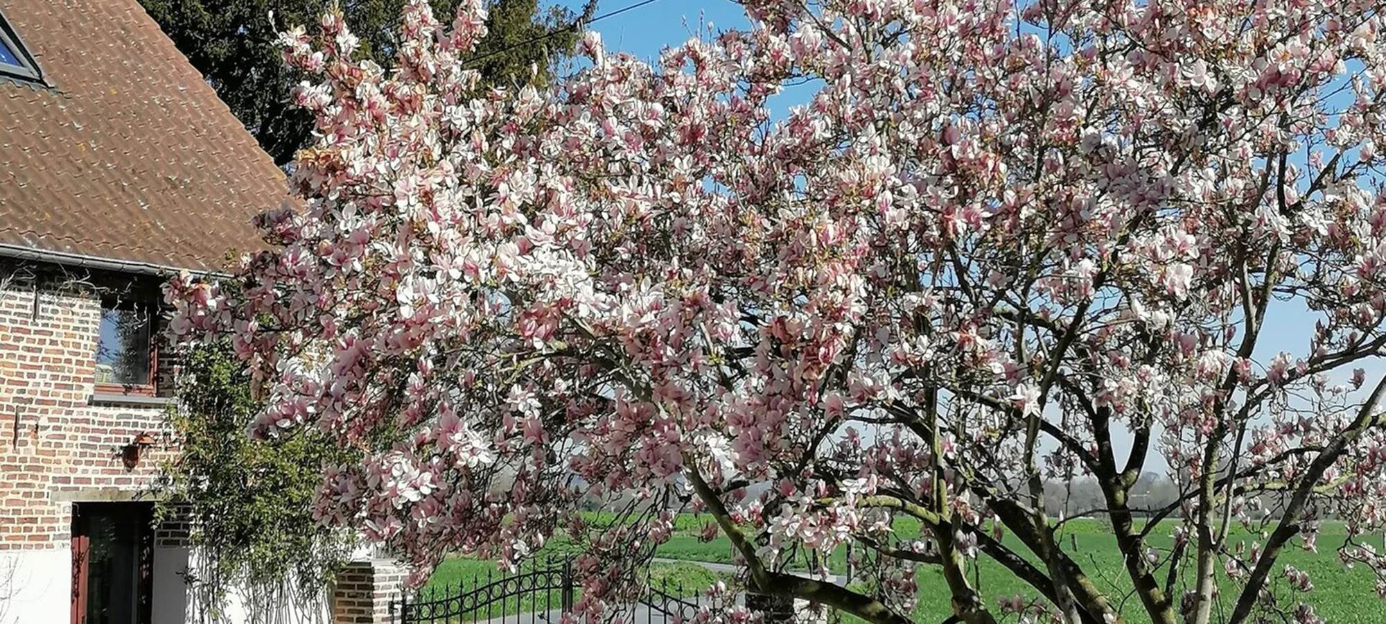 GÎTE DE LA FERME DU SEMEUR - ZAAIERSHOF - Cerisier