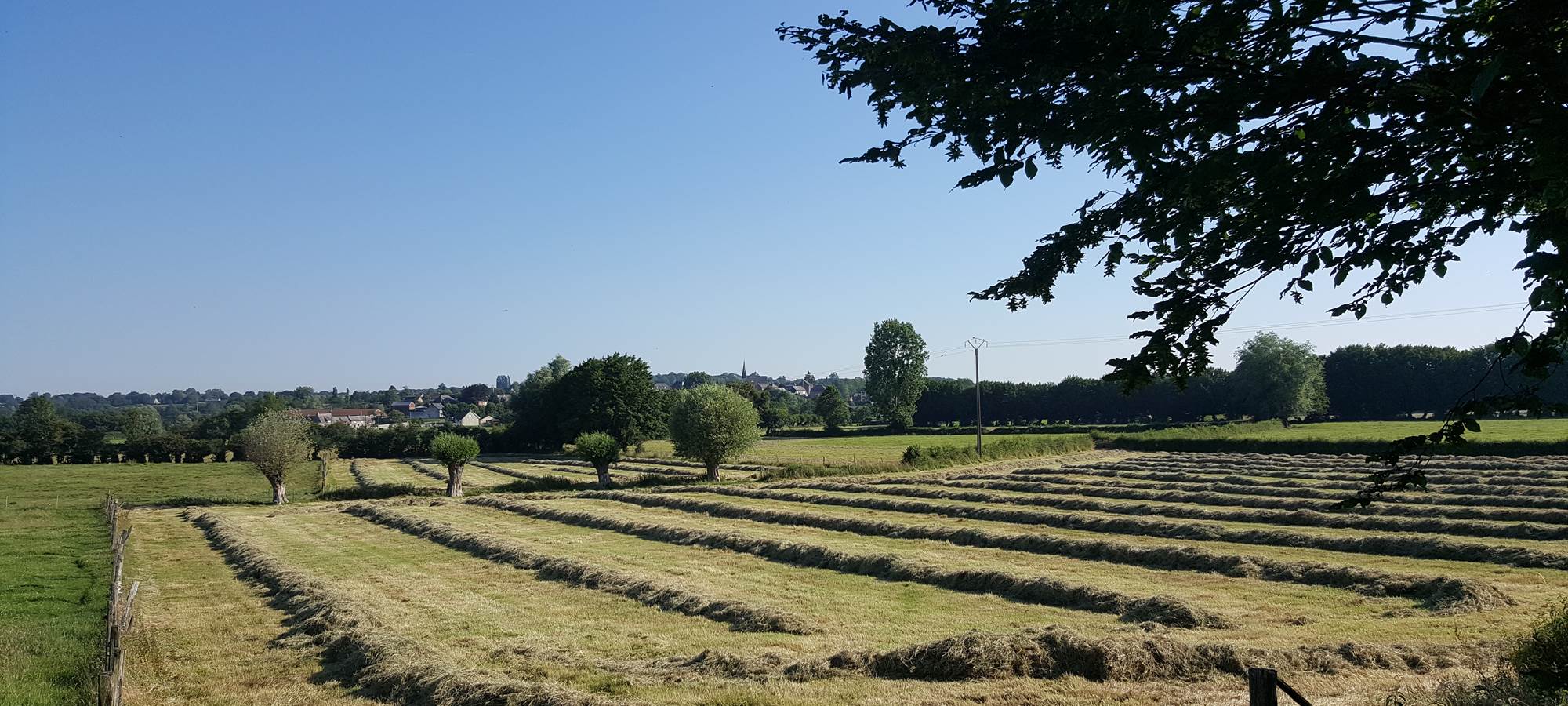 Du foin pour nos animaux
