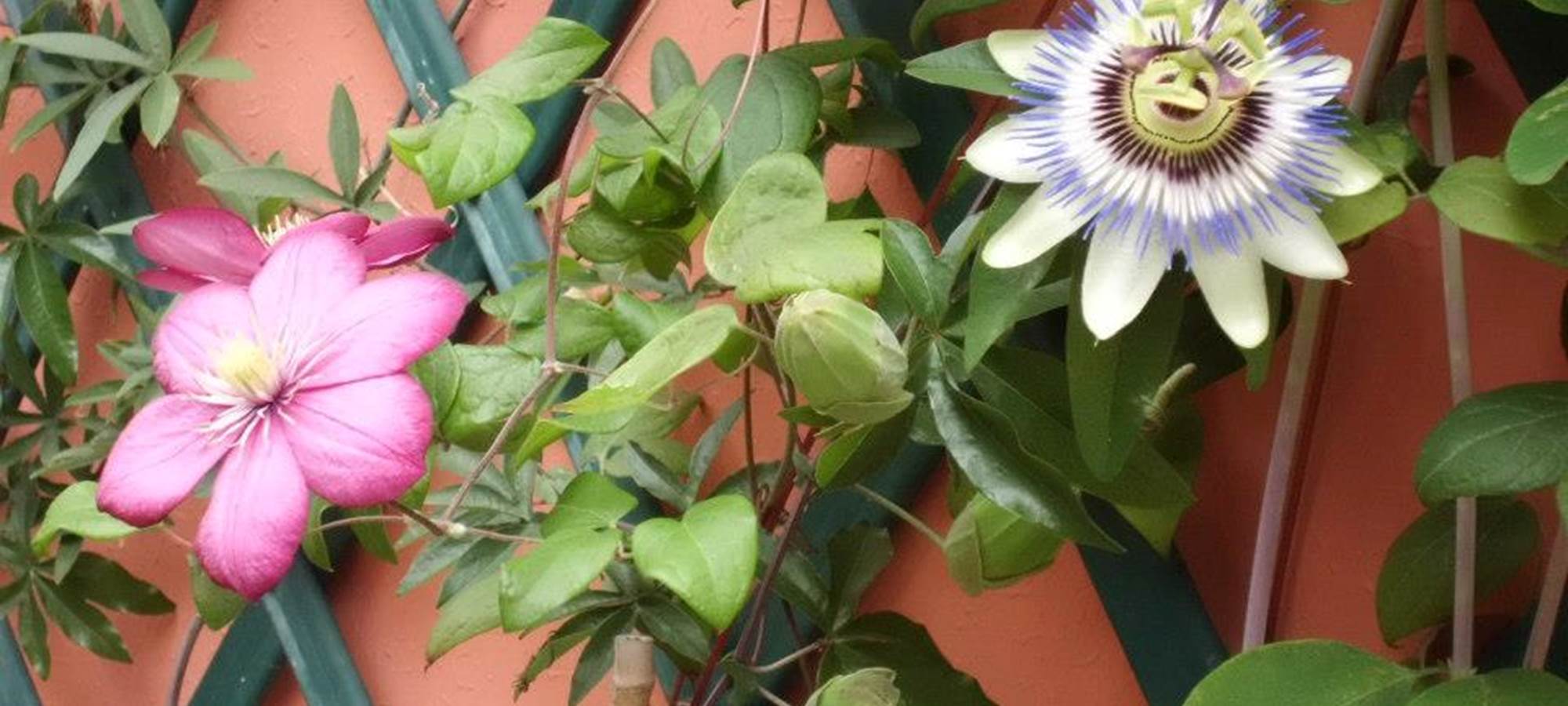 La passiflore de la courette