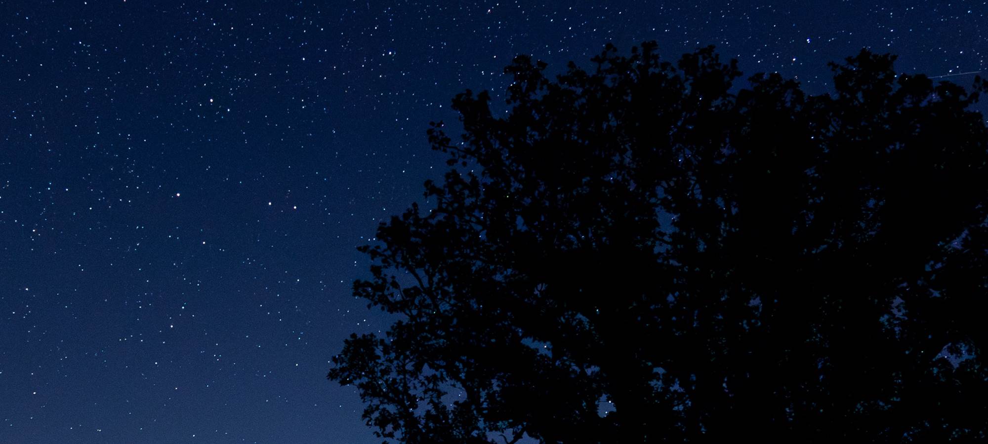 La nuit tombée, le Chêne et les Etoiles