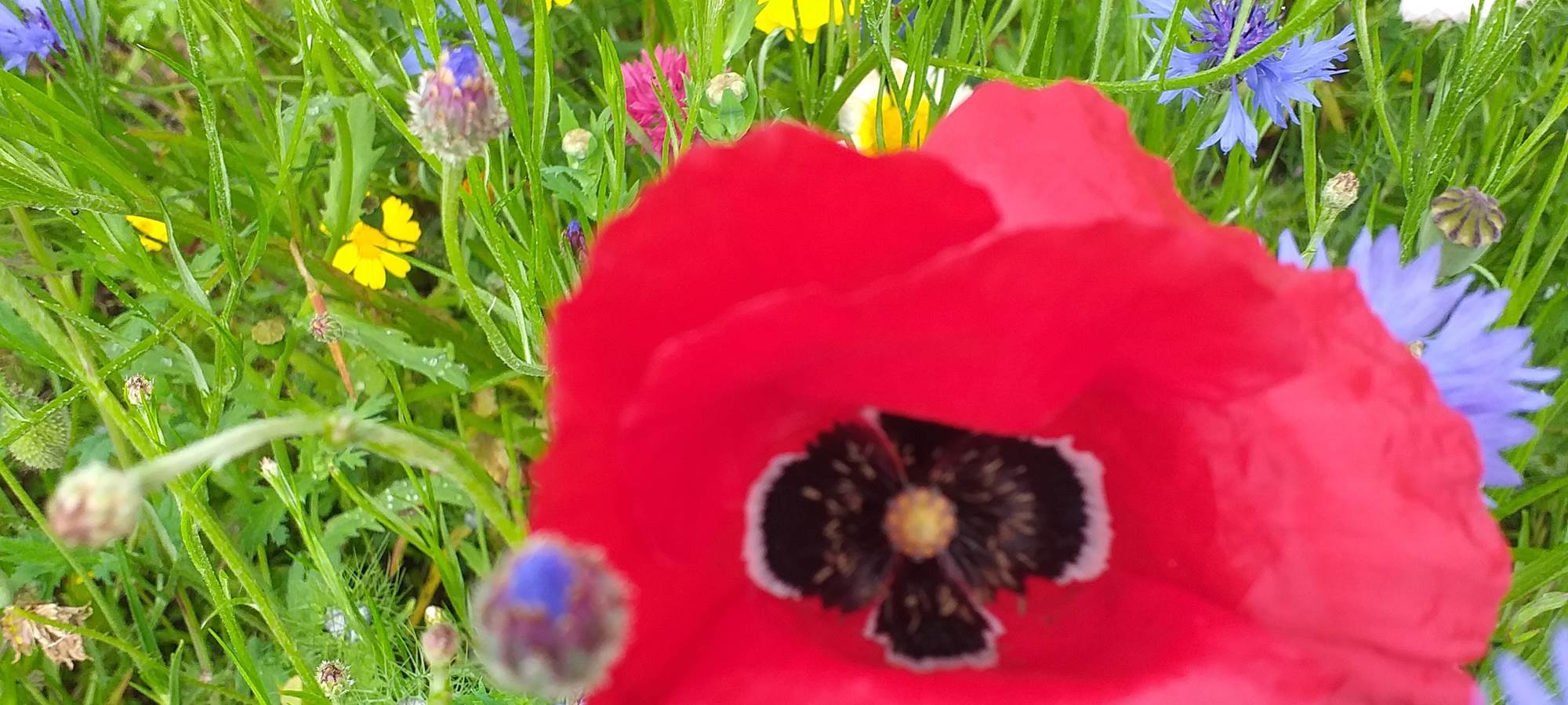Quelques fleurs printanières du jardin