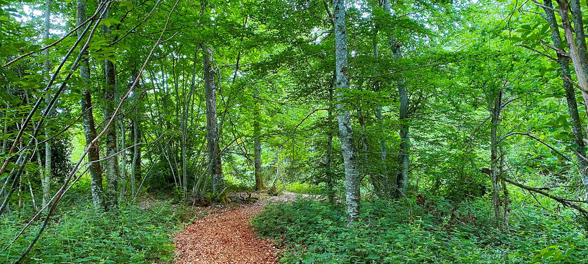 Les sentiers de la forêt
