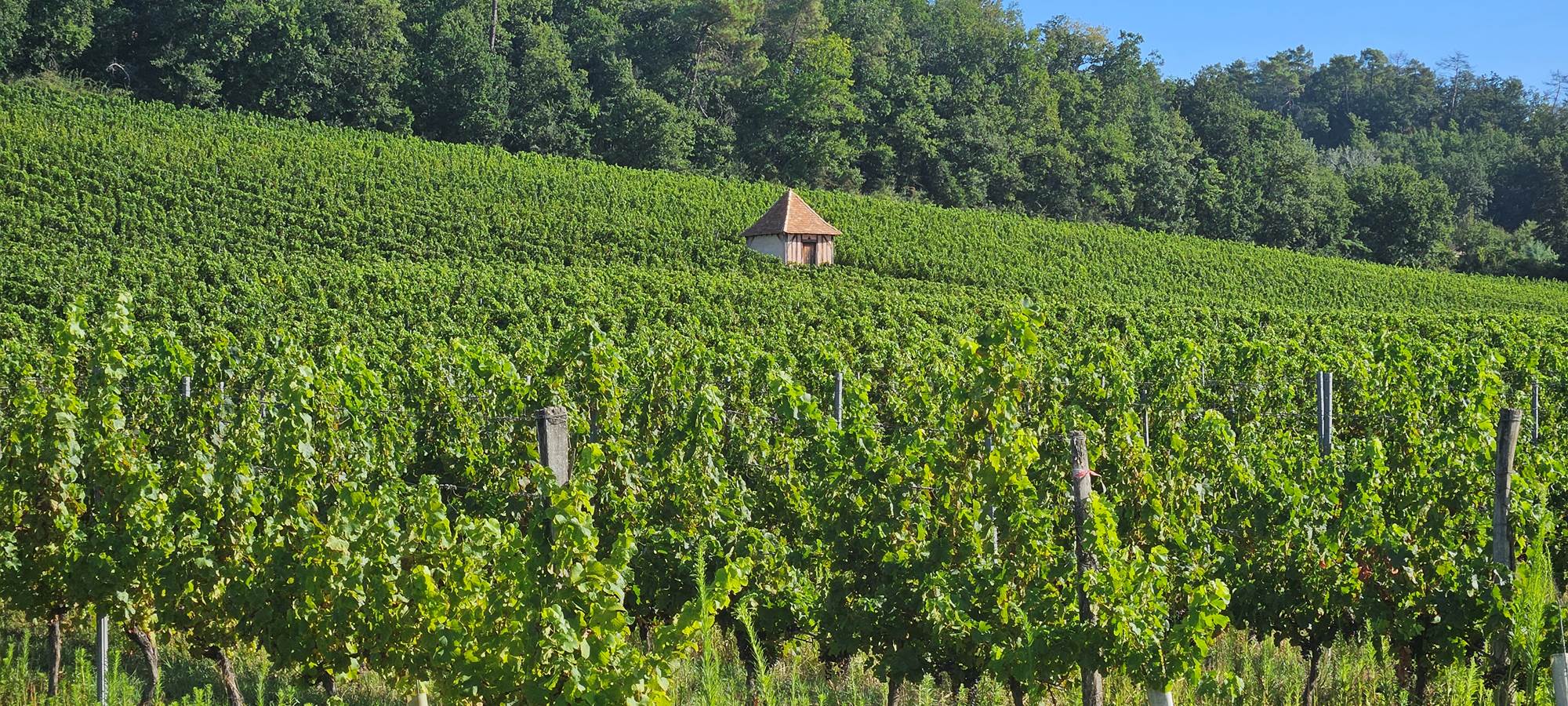 Vignoble