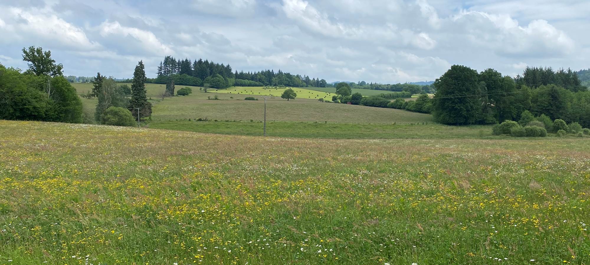 Les terres de la chouette, champs de fleurs sauvages au mois de mai