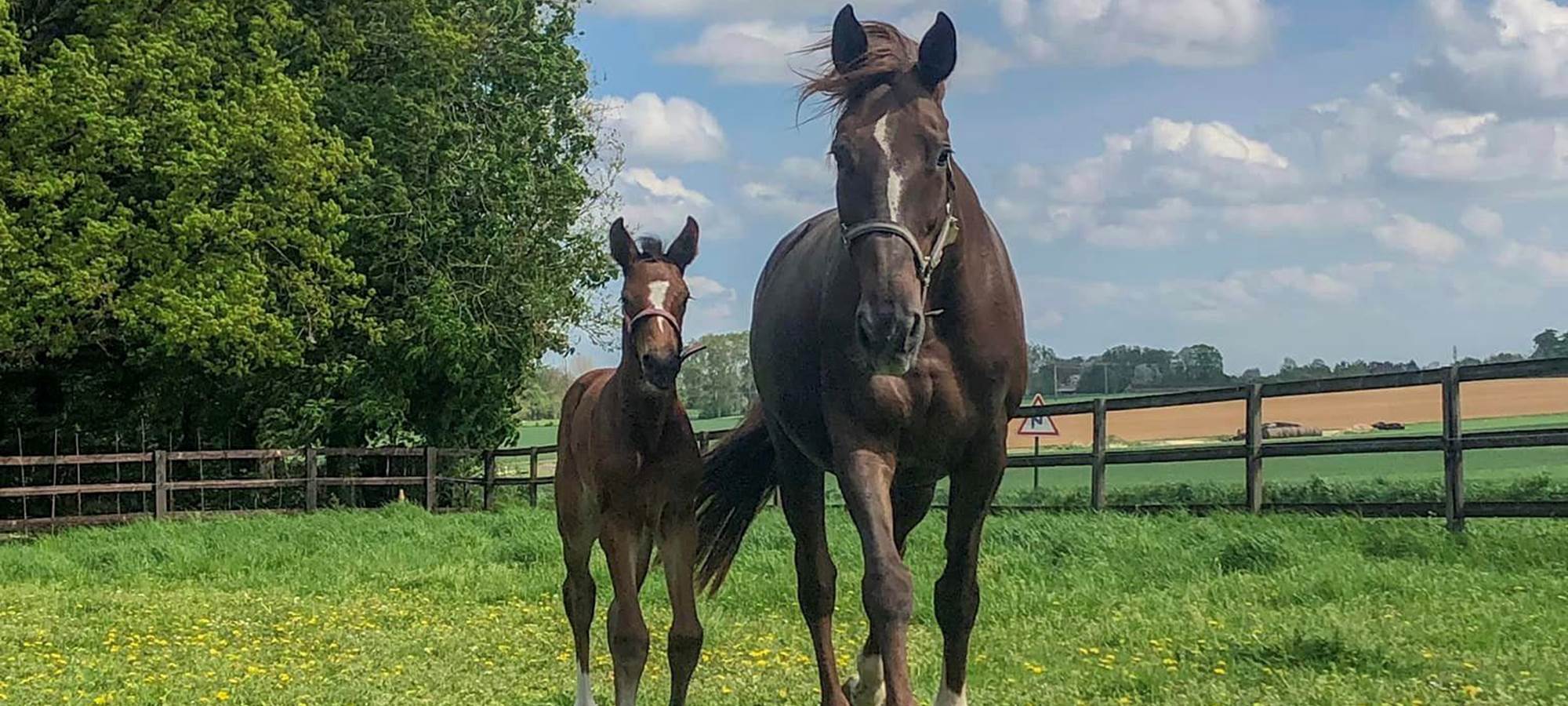 Elevage de chevaux de sport