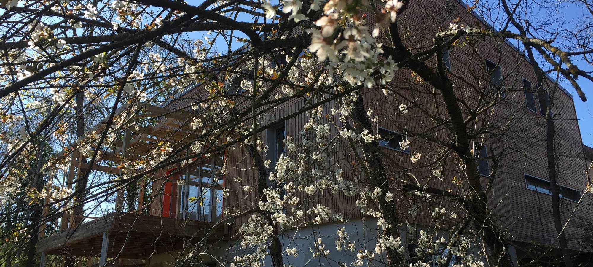 Cerisiers en fleurs devant BLOASIS