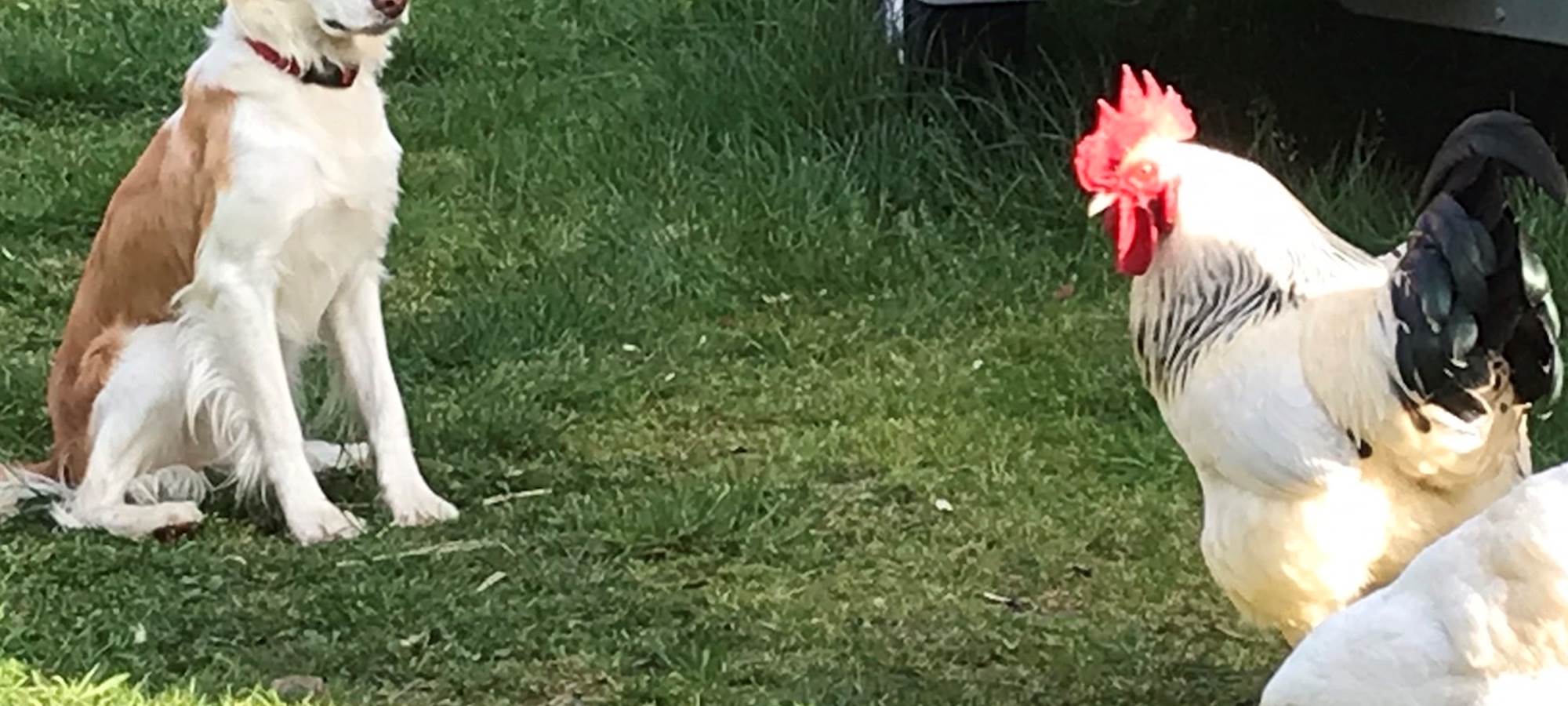 Maison d'hôtes Il était une fois - Eden surveille les poules