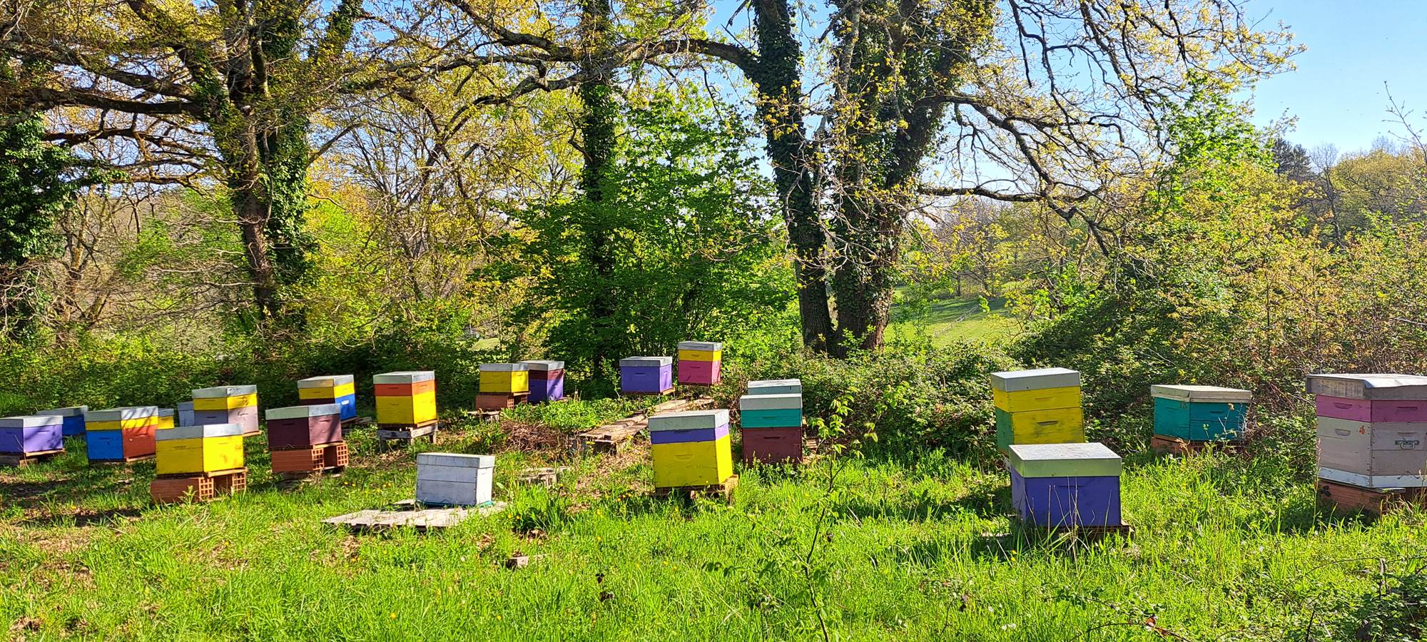 Rucher INYAQAB Dordogne Miel du Périgord