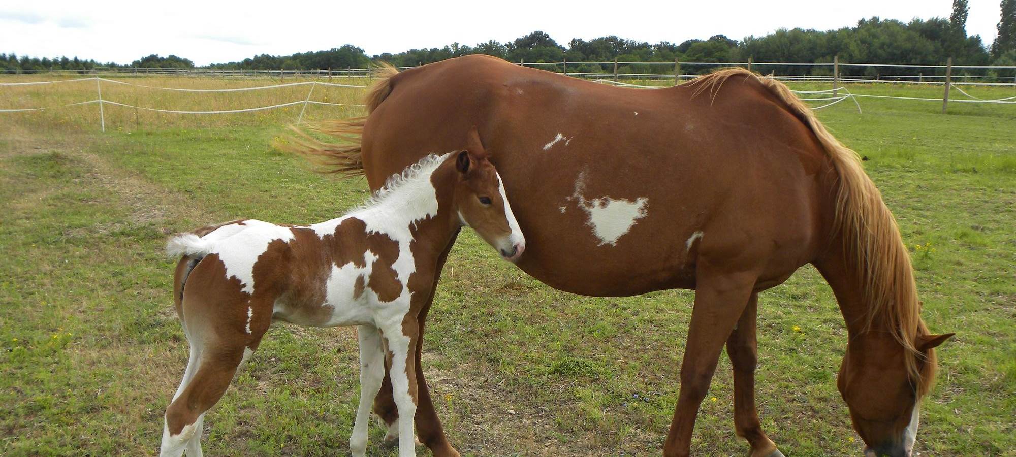 Domaine du Gué du Roi Jument et son Poulain