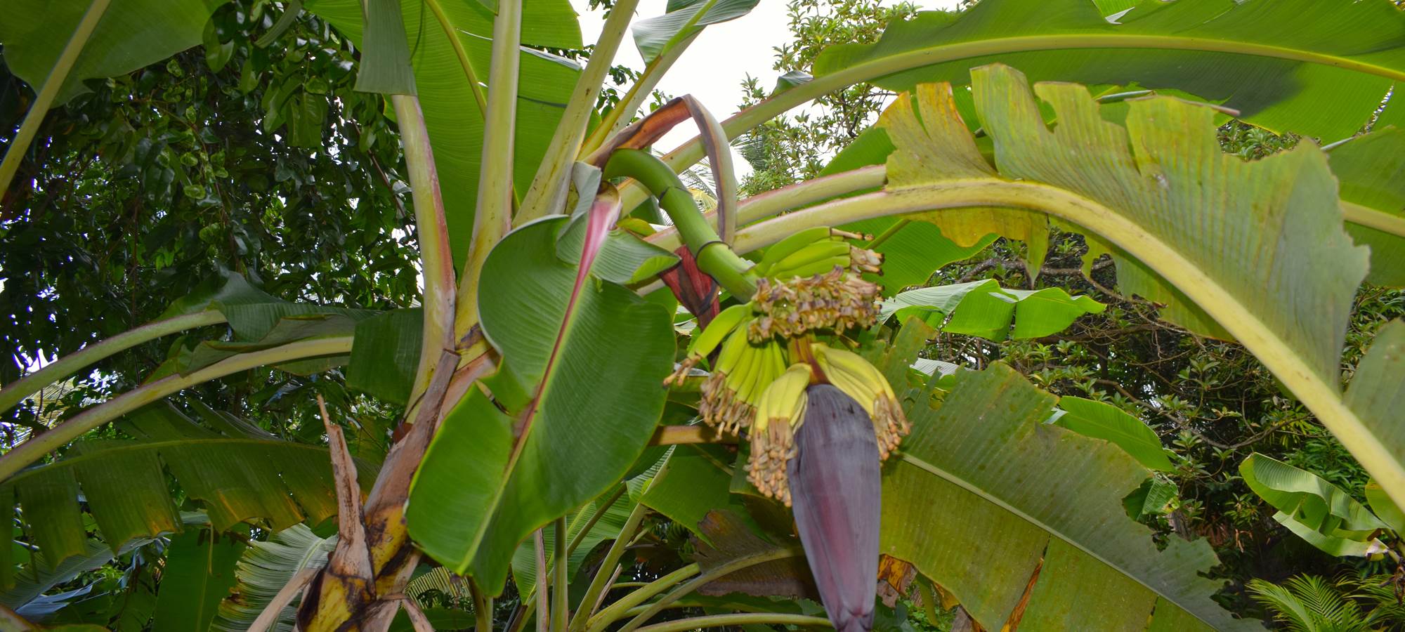 Bannanes et sa fleur N°1