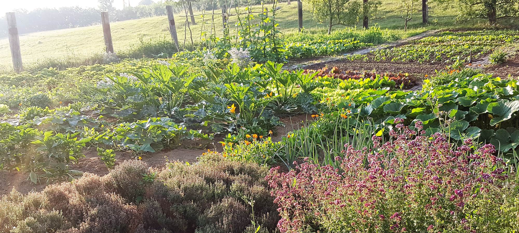 le jardin potager