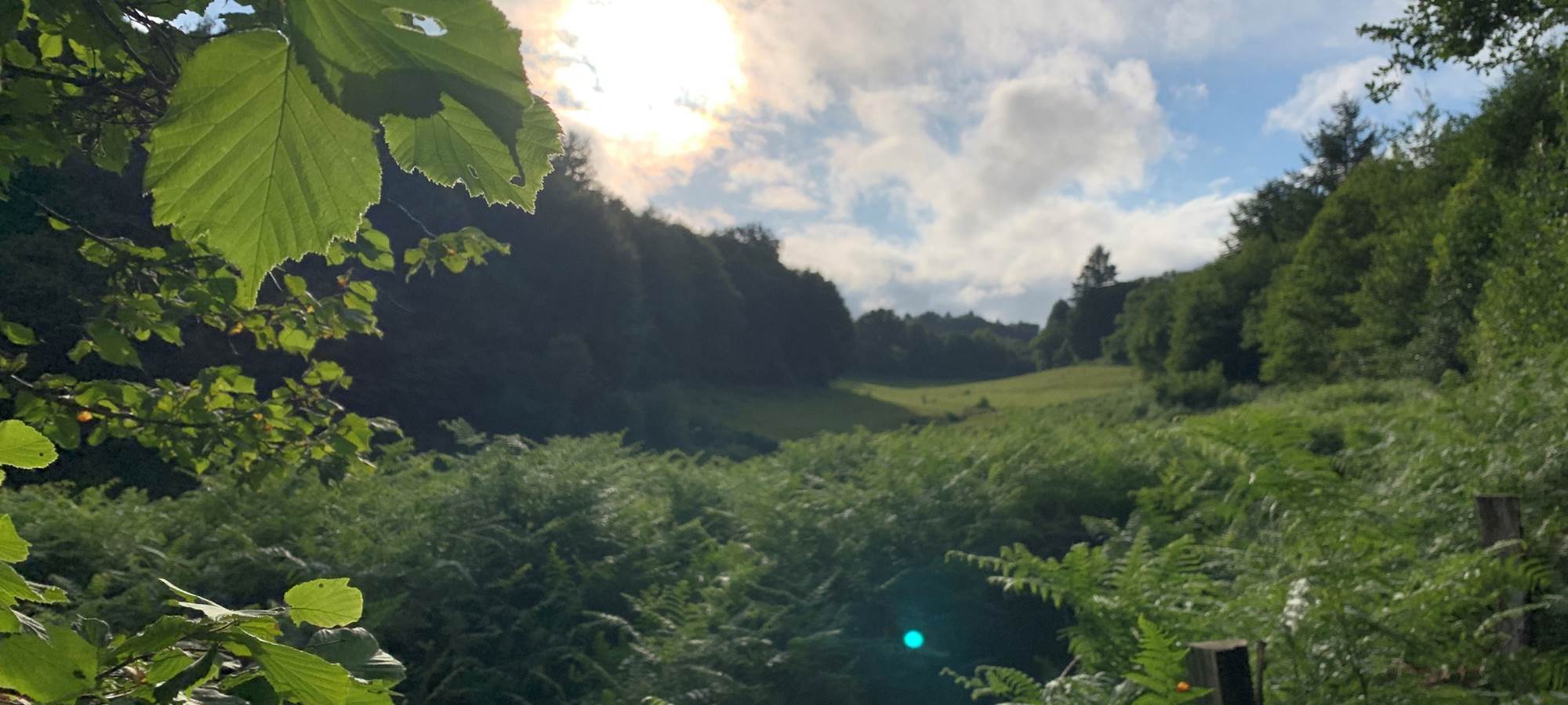 Les terres de la chouette, campagne verdoyante