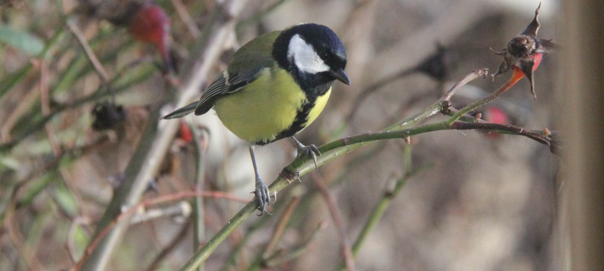 Mésanges à Vouilly