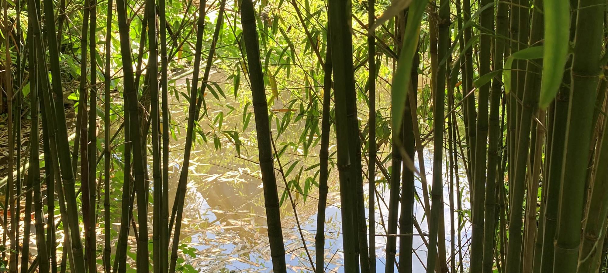 le petit bois de bambou