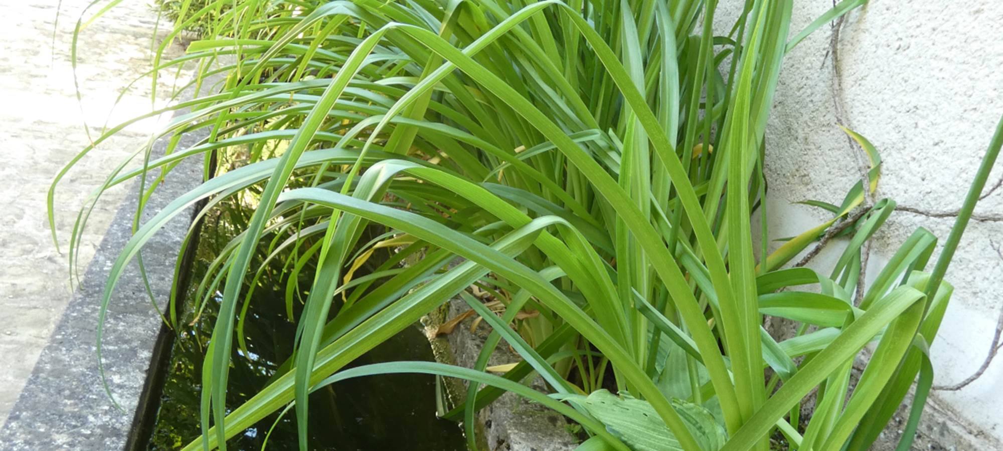 L'ancien abreuvoir apporte sa fraicheur