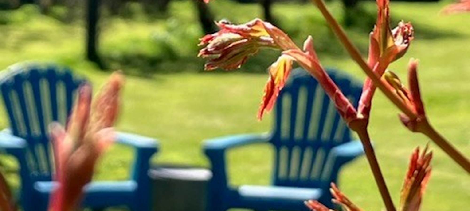 aufildeleau-cotentin-bnb-chambre-hote-jardin