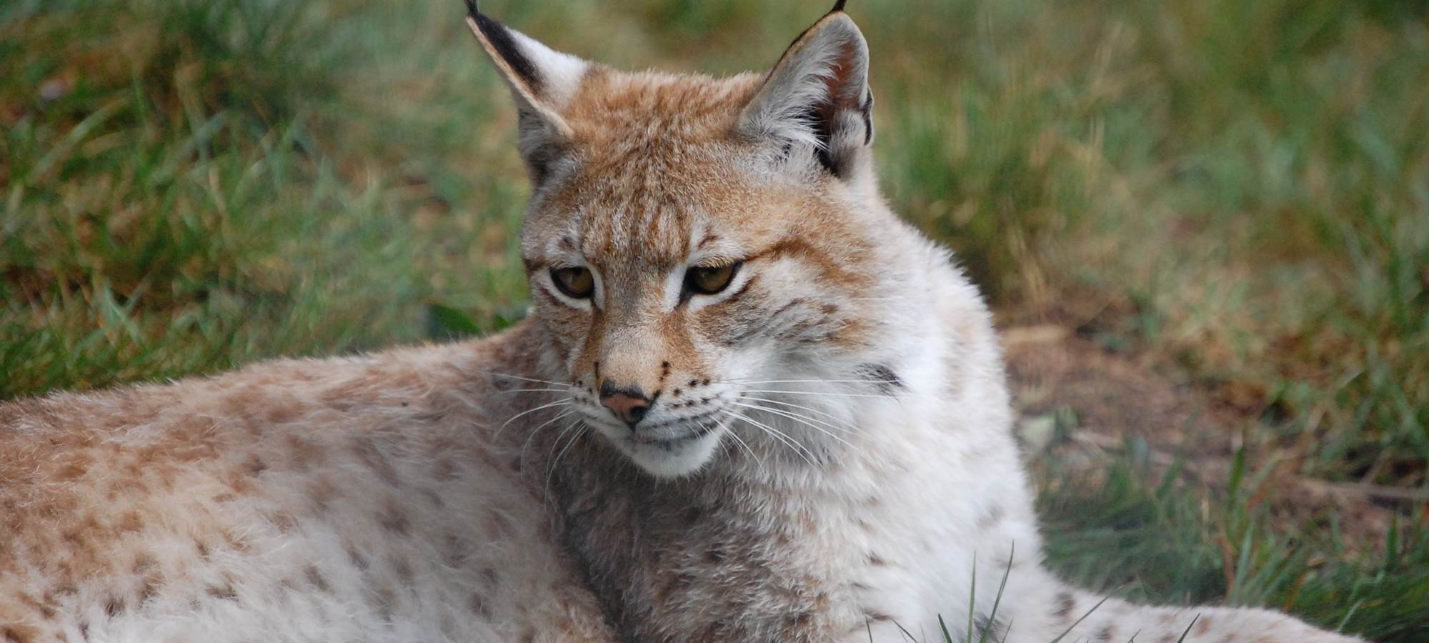 lynx2