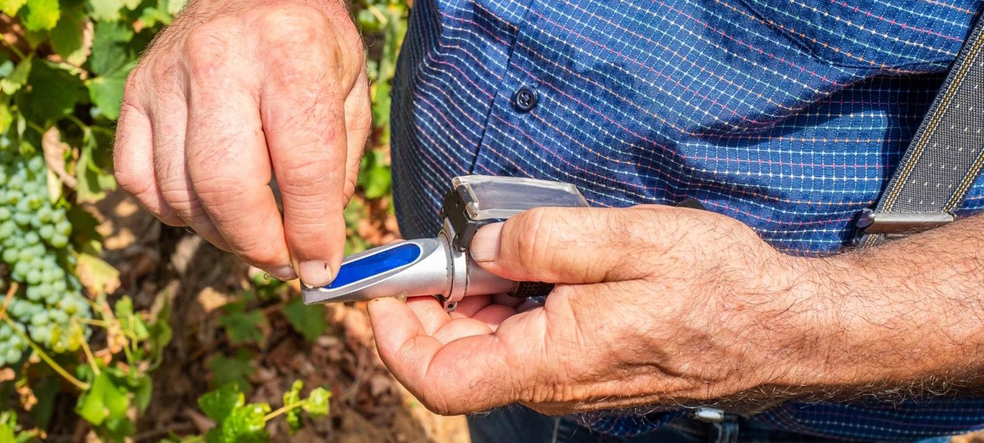 Vigneron Indépendant Aude - Artisan de la vigne et vin