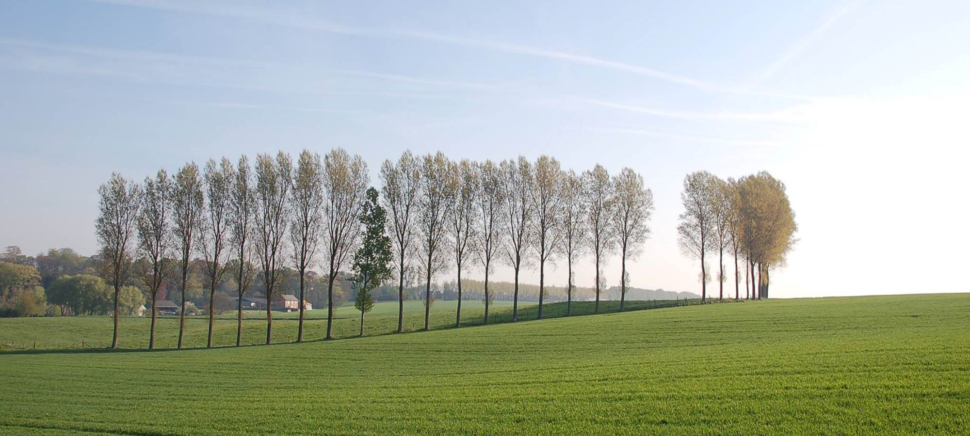 Rangée de peupliers