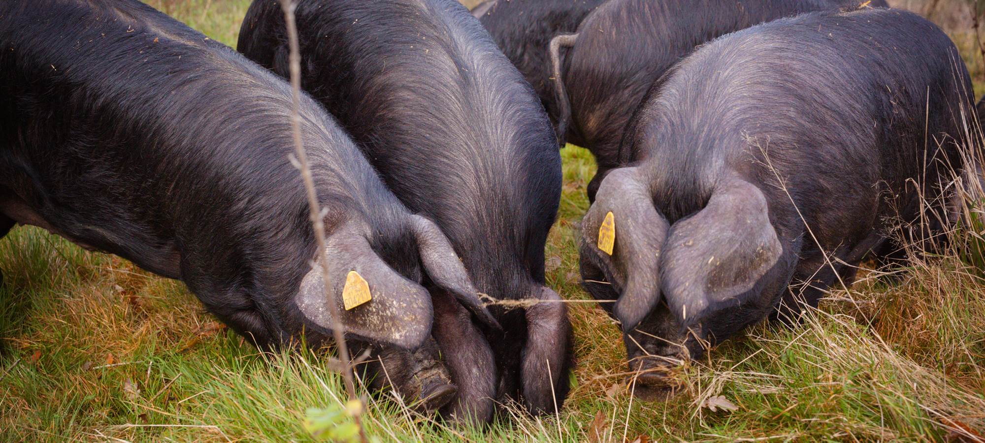 Les porcs noirs gascon
