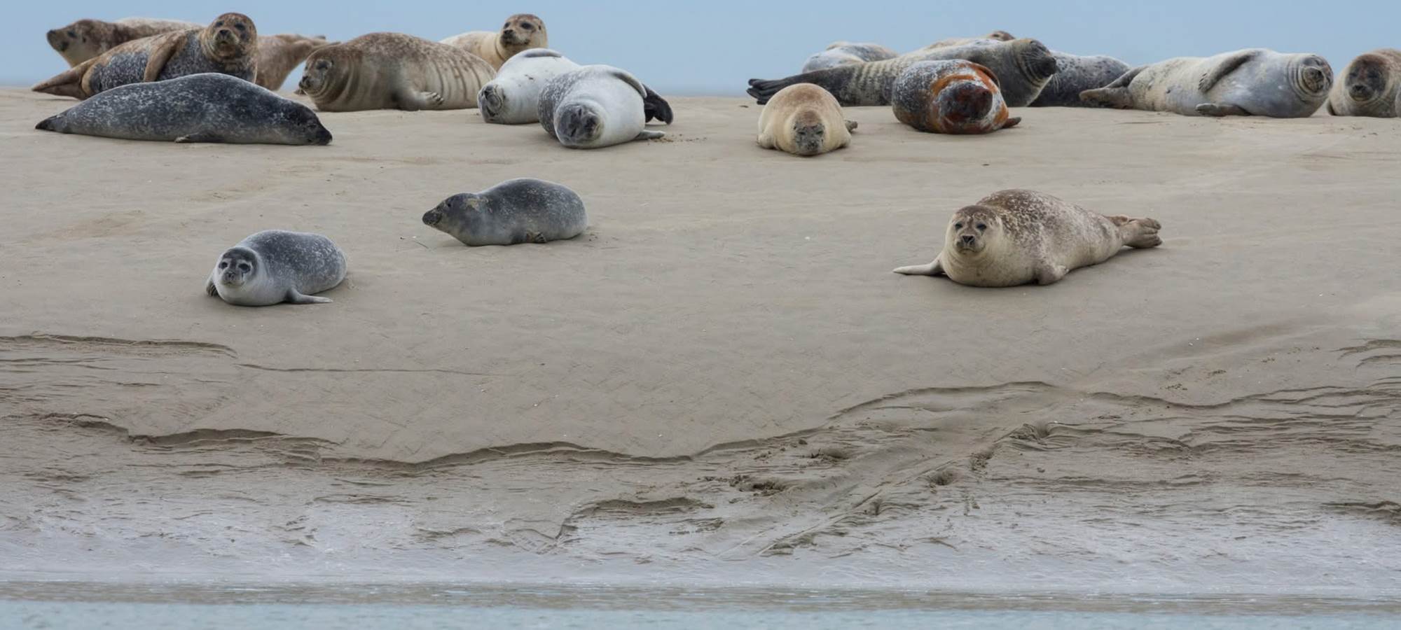 Les phoques en Baie de Somme Gîtes La Baie des Remparts France