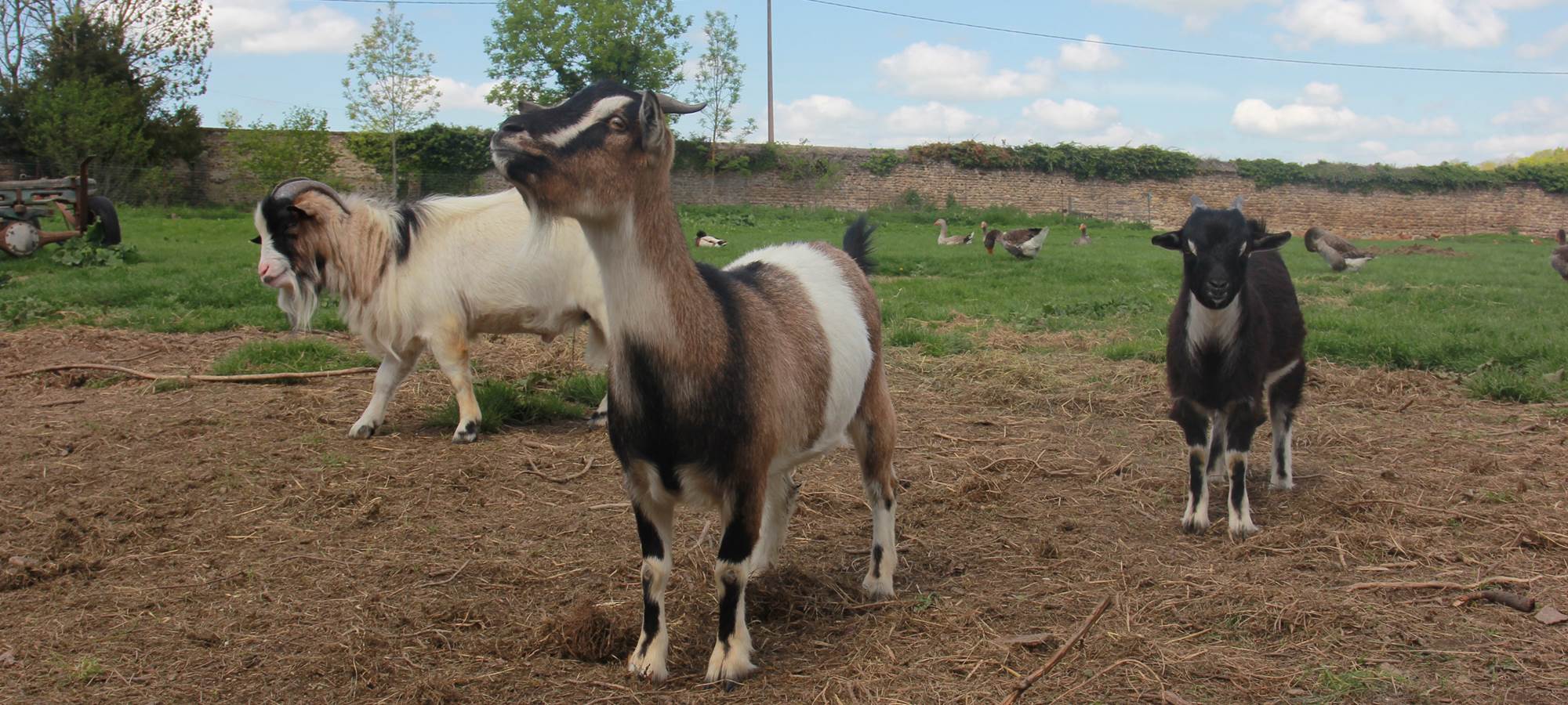 Nos petits compagnons