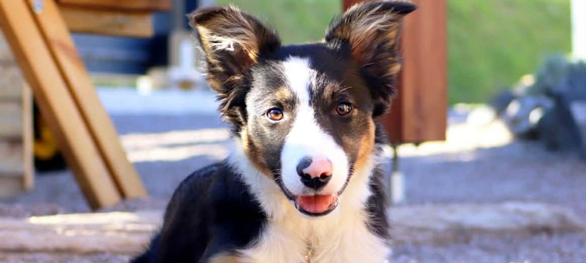 seven-mascotte-du-domaine