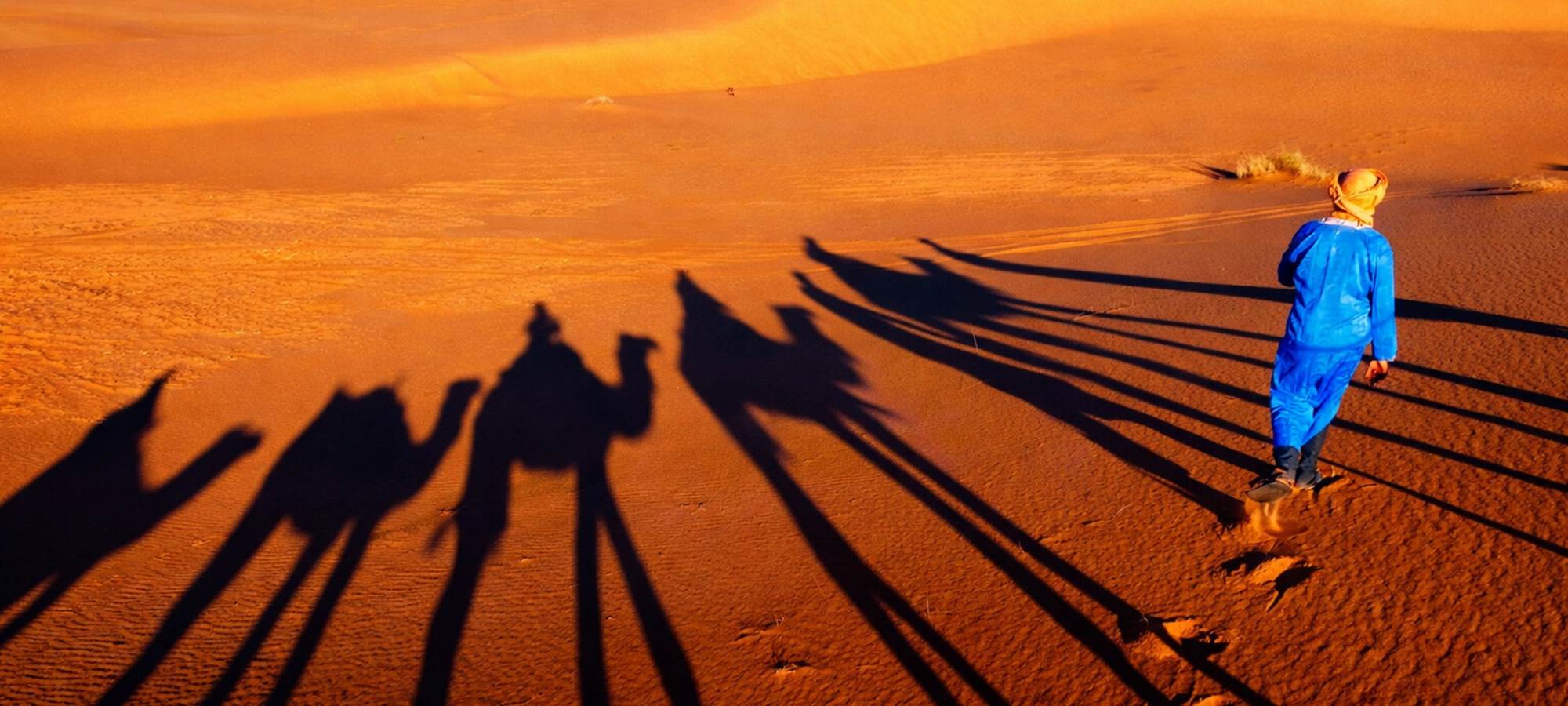 Ombre des dromadaires dans les dunes