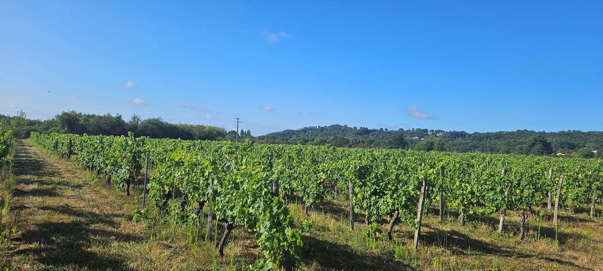 Vignoble