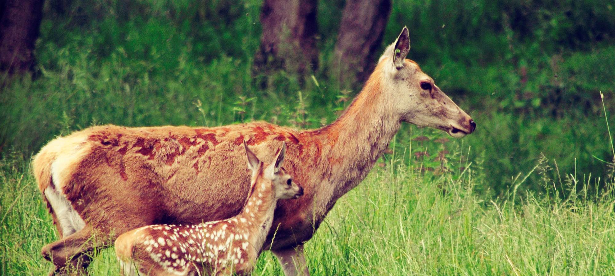 Une biche et son faon