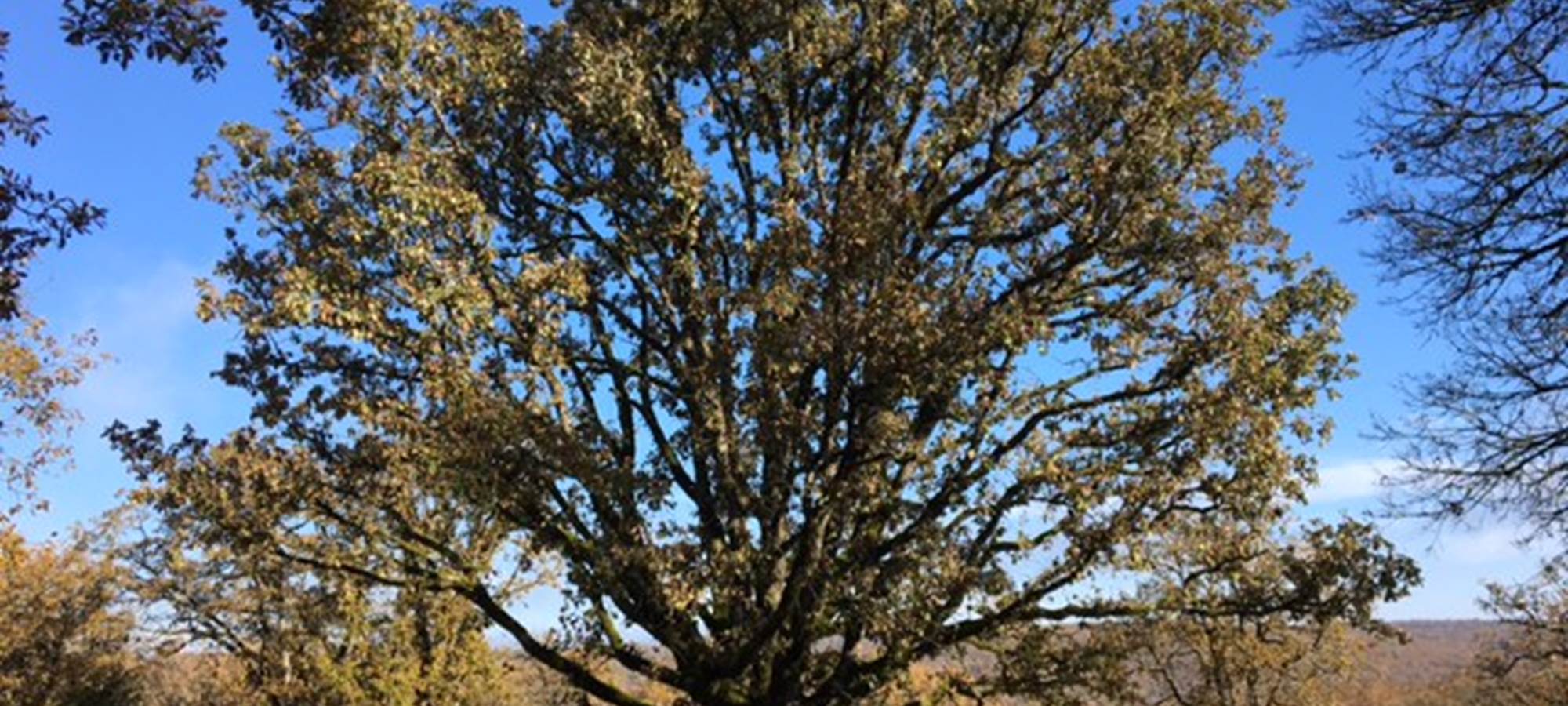 Grand chêne vu du gîte