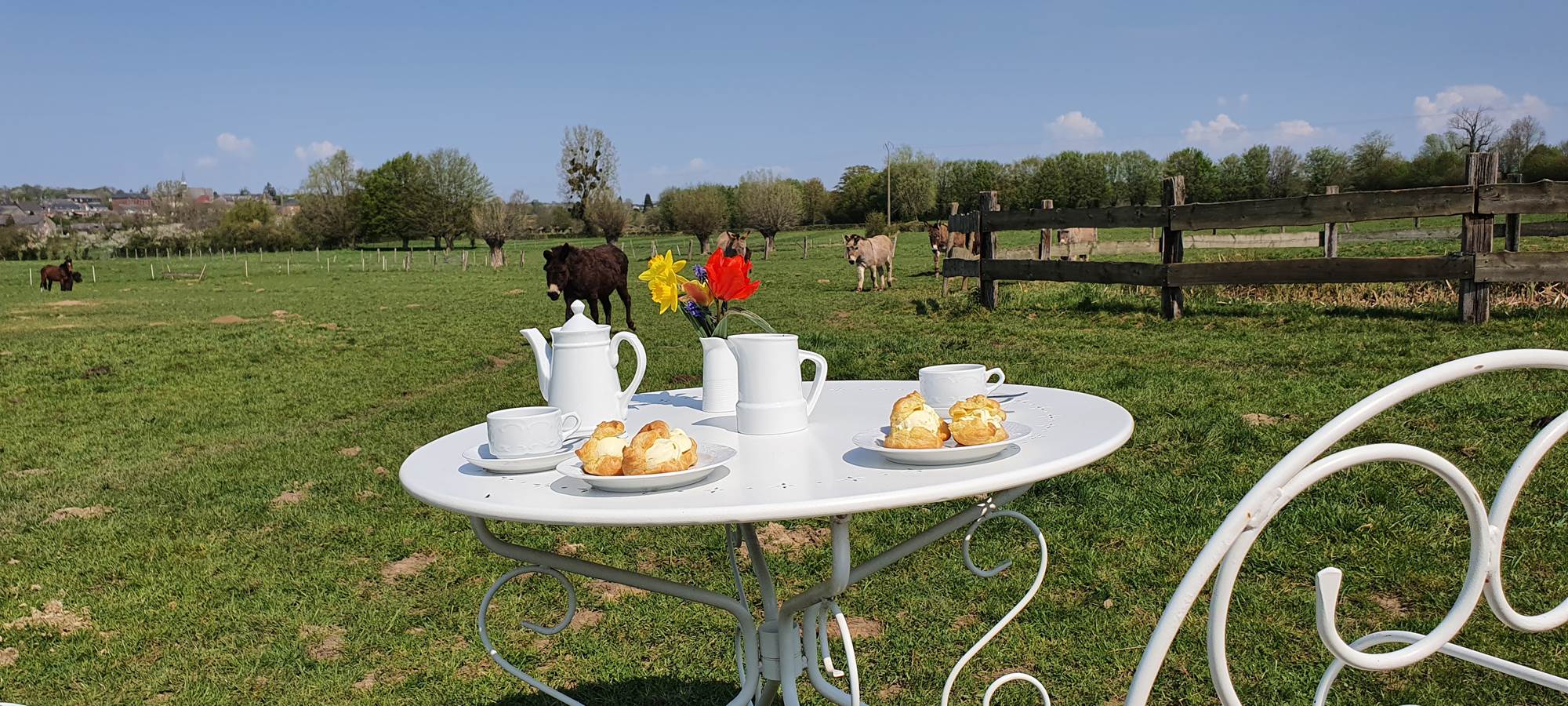 Une pause avec les ânes