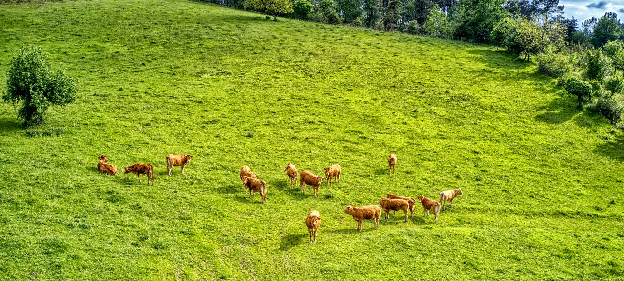 hébergements situés dans un écrin de verdure à la campagne