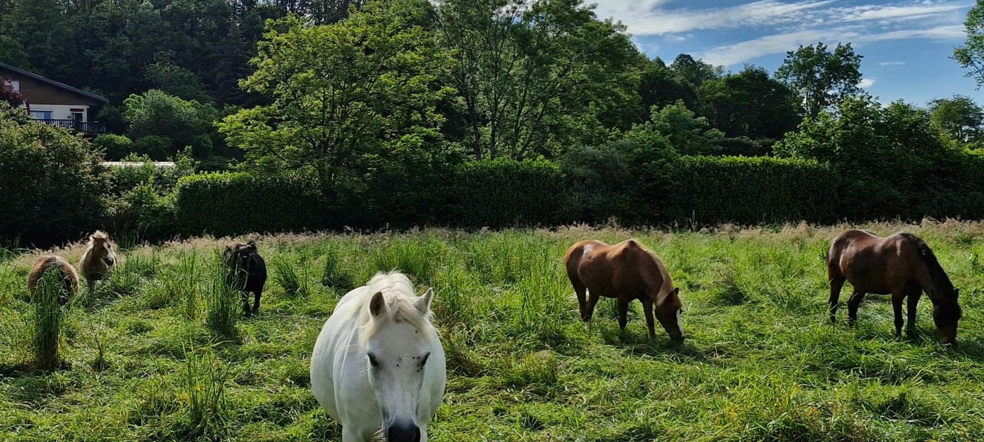 Poneys de l'écurie de Lili