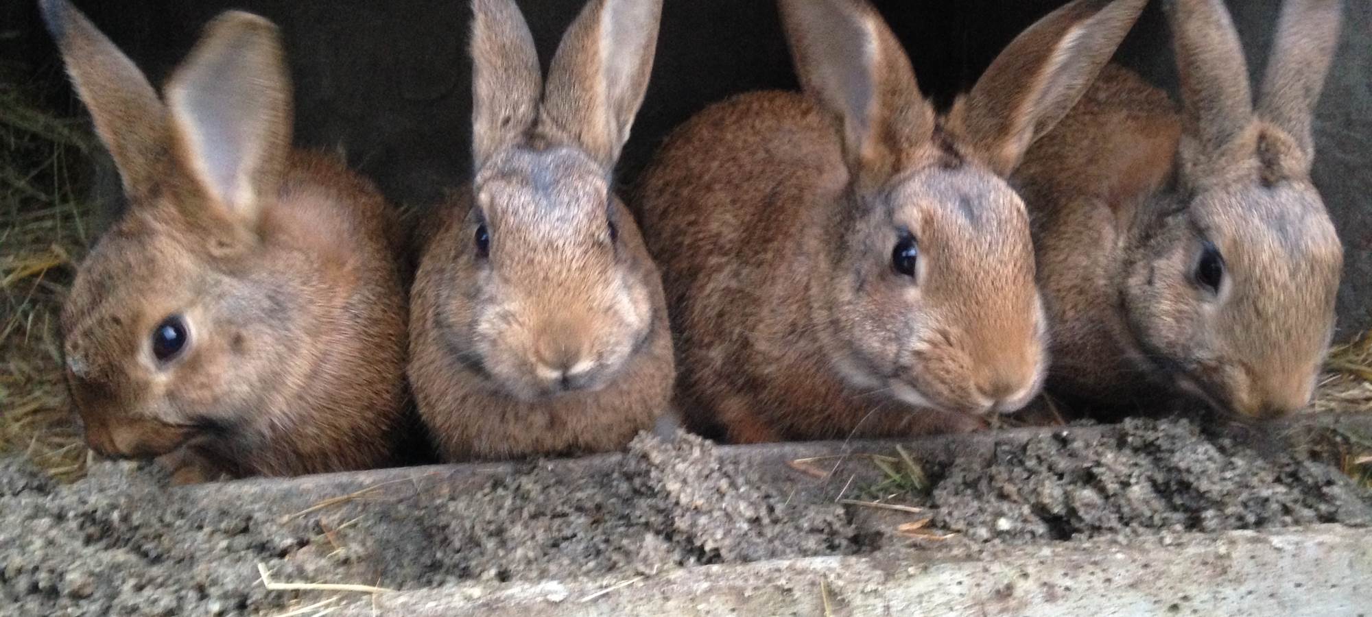 séjour à la ferme en permaculture - des pratiques insolites avec les animaux - les lapins mes tondeuses préférées