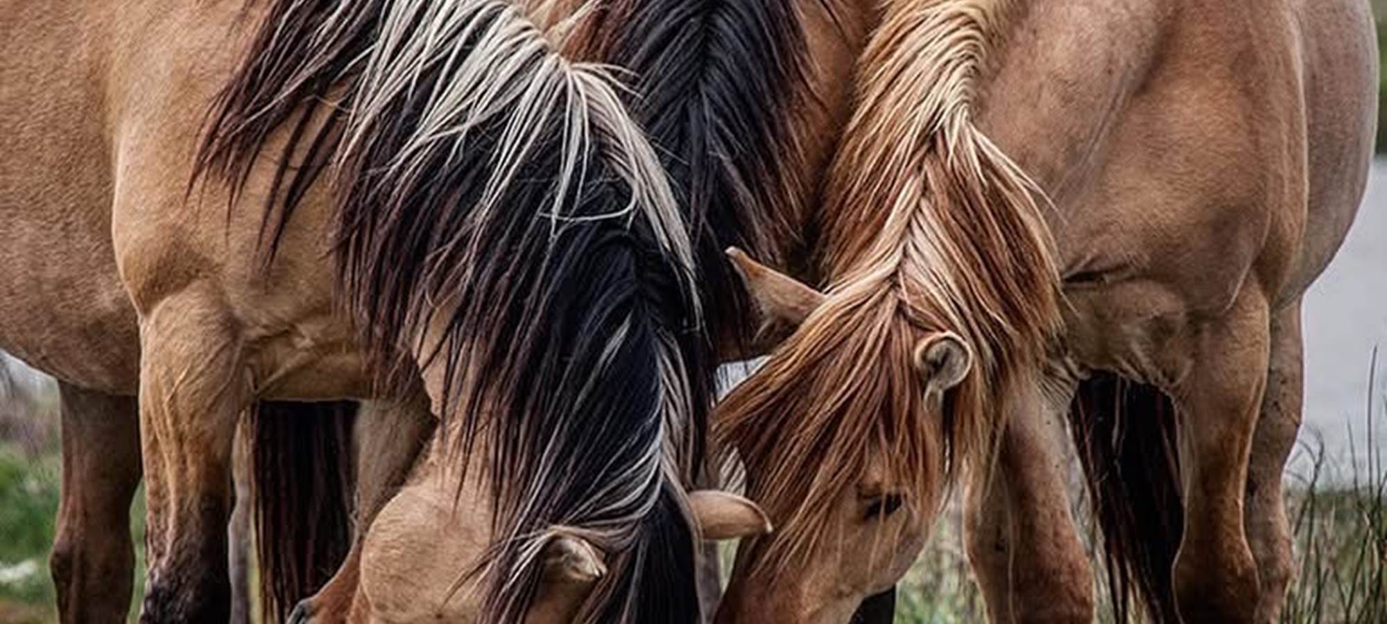 Henson Gites La Baie des Remparts Baie de Somme Picardie France