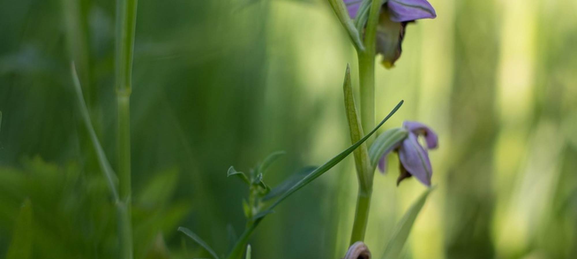 drone-orchis-5188485_1280