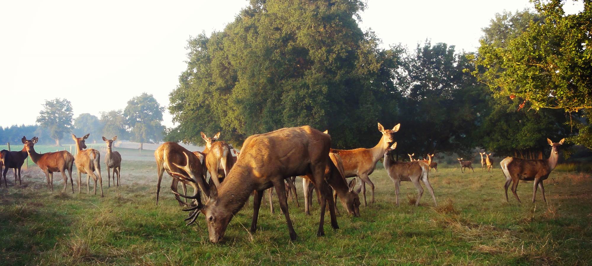 Le grand cerf et la harde