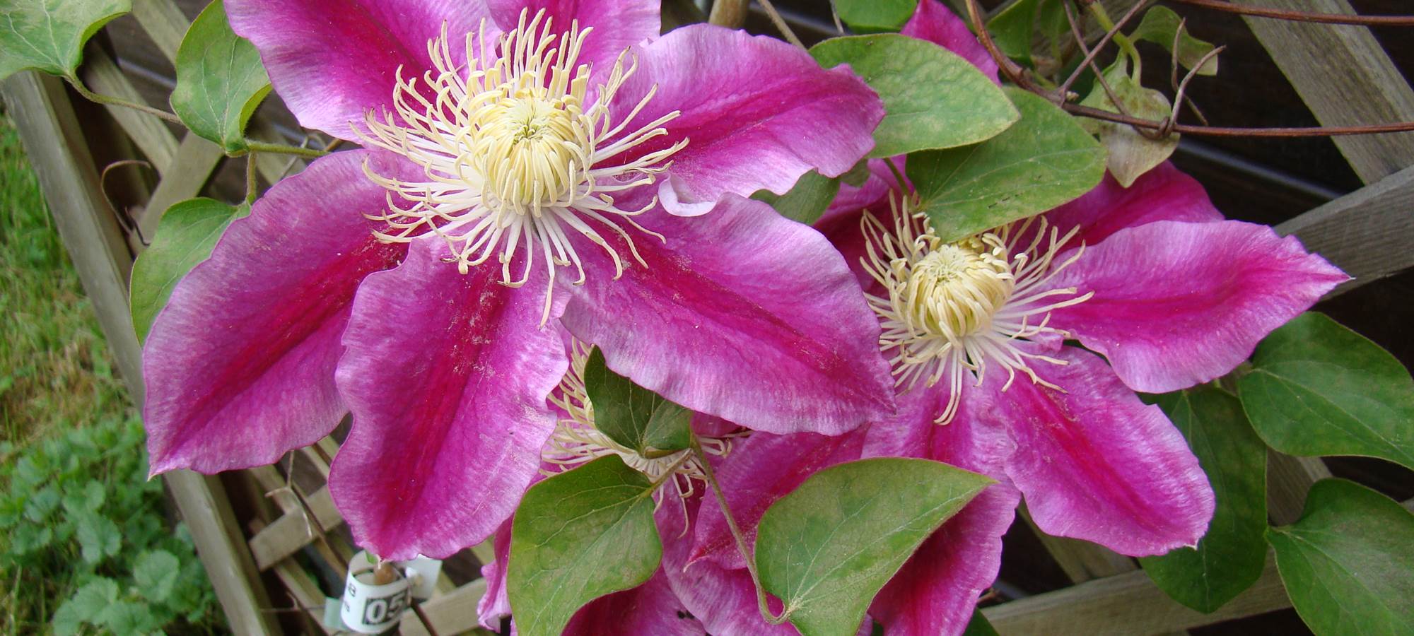 Nos fleurs, en saison