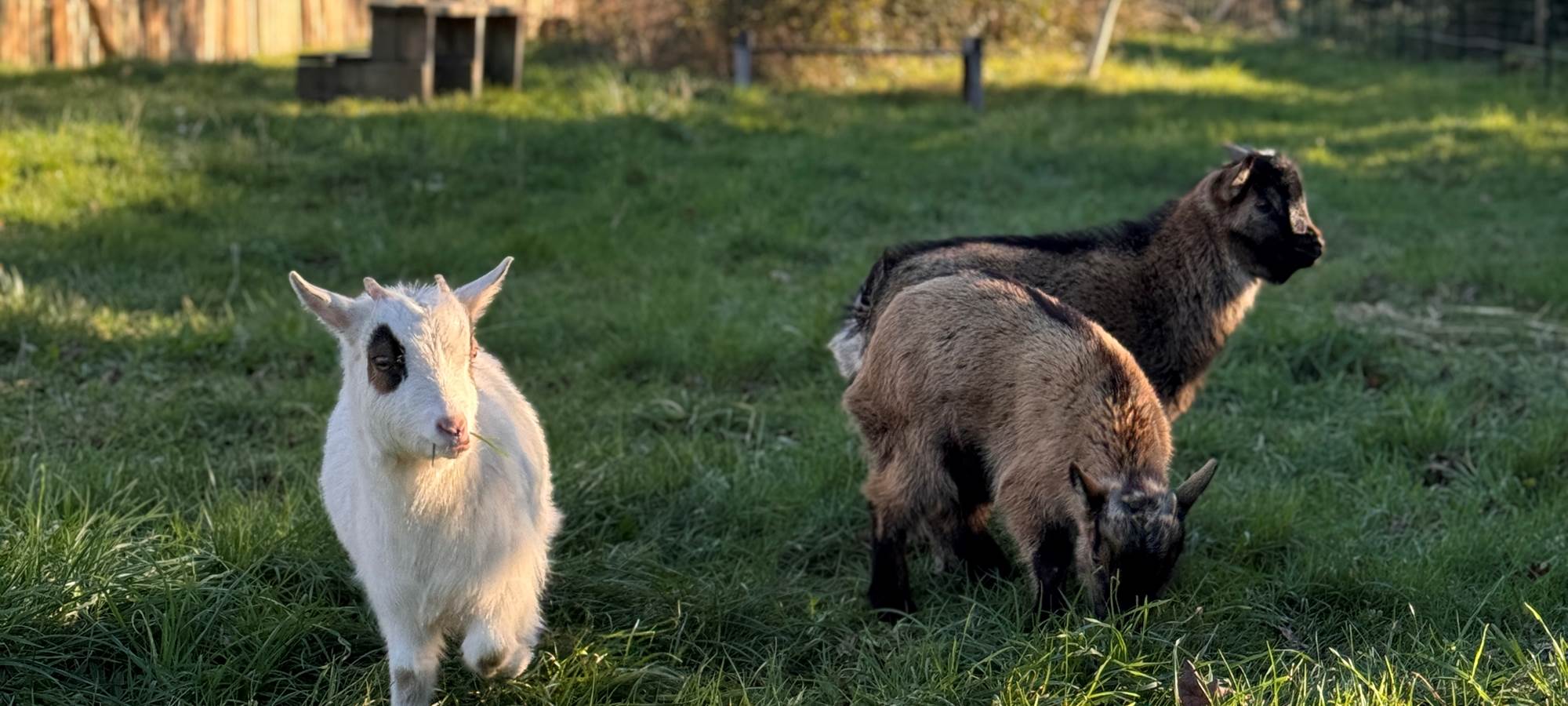 Chevreaux chez Naéco