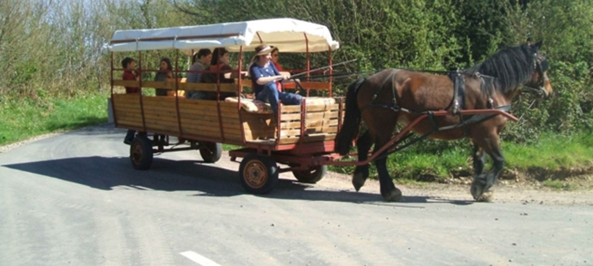 Animations et promenades attelées en chariot bâché tiré par une cob Normande