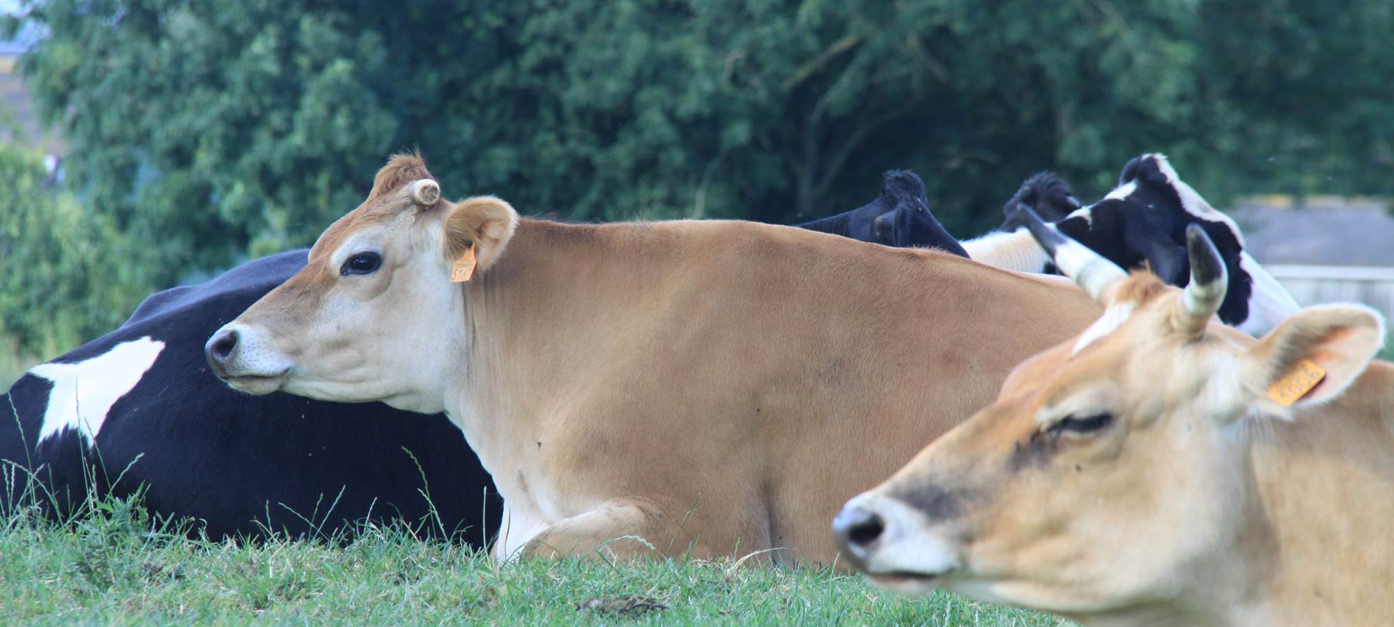 L'elevage laitier biologique