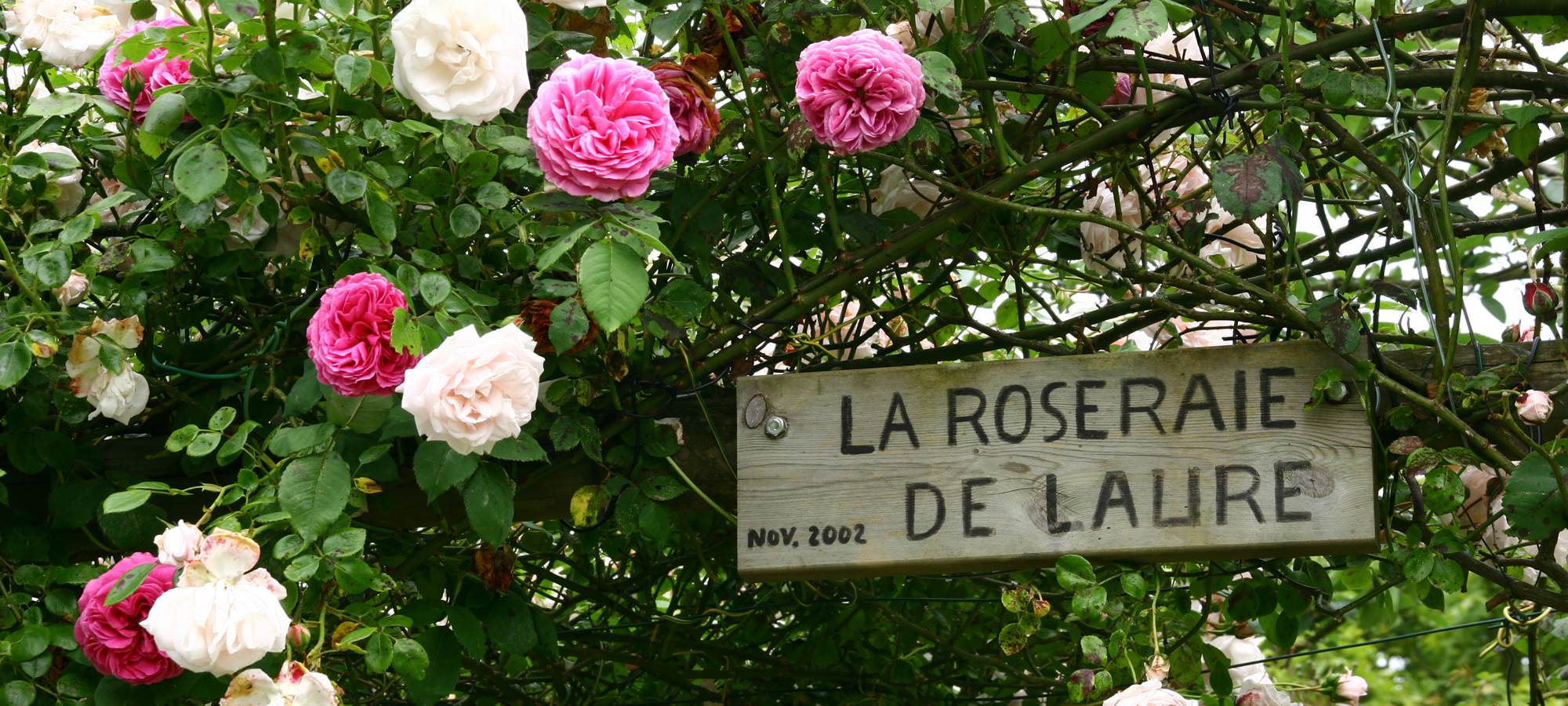 La roseraie de Laure