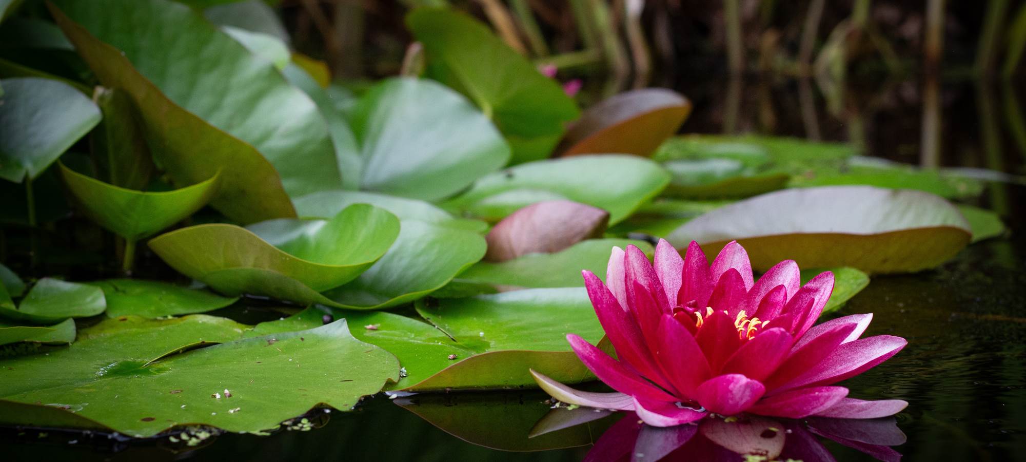 Un beau nénuphar dans notre mare
