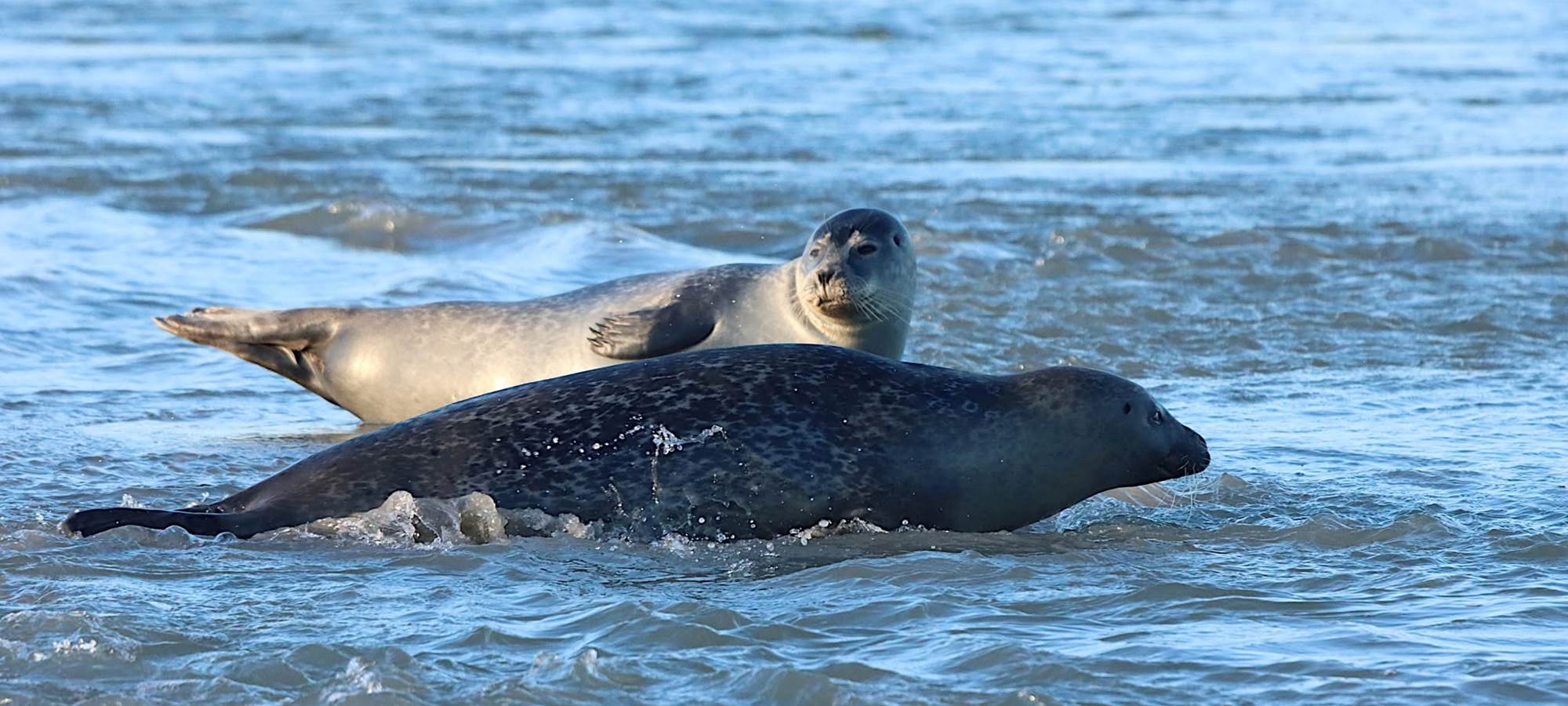 Phoques Gites La Baie des Remparts Baie de Somme Picardie