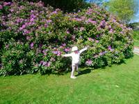 rhododendron en pleine floraison